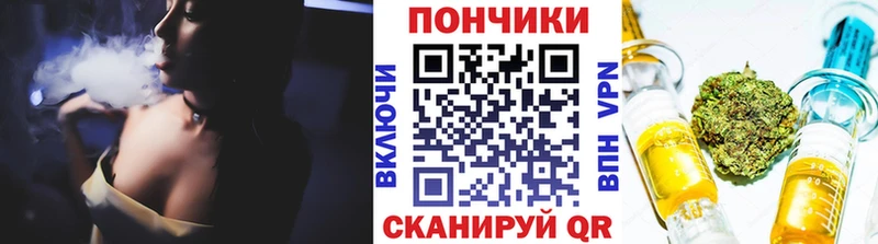 Конопля сатива  Курчалой 